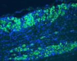 TrkB (extracellular) Antibody in Immunohistochemistry (Frozen) (IHC (F))