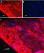 TrkC (extracellular) Antibody in Immunohistochemistry (Frozen) (IHC (F))