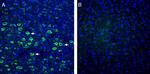 IGF1 Antibody in Immunohistochemistry (Frozen) (IHC (F))