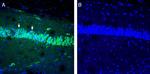 IGF1 Antibody in Immunohistochemistry (Frozen) (IHC (F))