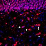 ENT2 (SLC29A2) Antibody in Immunohistochemistry (Frozen) (IHC (F))