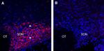 PMAT (SLC29A4) Antibody in Immunohistochemistry (Frozen) (IHC (F))