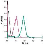 xCT/SLC7A11 (extracellular) Antibody in Flow Cytometry (Flow)