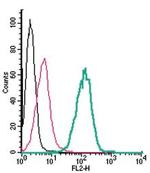 xCT/SLC7A11 (extracellular) Antibody in Flow Cytometry (Flow)