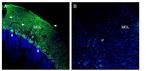 SLC38A1 Antibody in Immunohistochemistry (Frozen) (IHC (F))