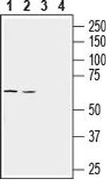 LAT3/SLC43A1 (extracellular) Antibody in Western Blot (WB)