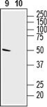 SLC35G1 (extracellular) Antibody in Western Blot (WB)