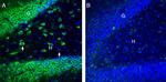 SLC11A1/NRAMP1 (extracellular) Antibody in Immunohistochemistry (Frozen) (IHC (F))