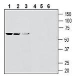 SLC11A1/NRAMP1 (extracellular) Antibody in Western Blot (WB)