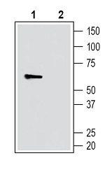 SLC11A1/NRAMP1 (extracellular) Antibody in Western Blot (WB)