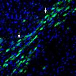 Na+/H+ Exchanger 1 (NHE-1) (extracellular) Antibody in Immunohistochemistry (Frozen) (IHC (F))