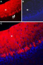 NCX2 (SLC8A2) Antibody in Immunohistochemistry (Frozen) (IHC (F))