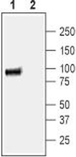 Na+/H+ Exchanger 3 (NHE-3) Antibody in Western Blot (WB)