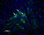 delta-Opioid Receptor (OPRD1) (extracellular) Antibody in Immunohistochemistry (Frozen) (IHC (F))