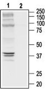 delta-Opioid Receptor (OPRD1) (extracellular) Antibody in Western Blot (WB)