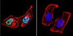 AP2 alpha Antibody in Immunocytochemistry (ICC/IF)