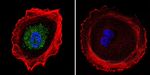 AP2 alpha Antibody in Immunocytochemistry (ICC/IF)