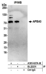 APBA3 Antibody in Immunoprecipitation (IP)