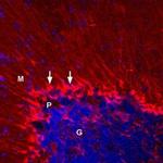 KV1.5 (KCNA5) Antibody in Immunohistochemistry (Frozen) (IHC (F))