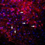 GIRK2 (Kir3.2) Antibody in Immunohistochemistry (Frozen) (IHC (F))