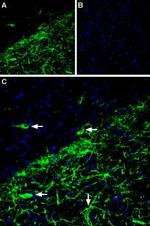 GIRK2 (Kir3.2) Antibody in Immunohistochemistry (Frozen) (IHC (F))