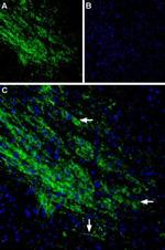 GIRK2 (Kir3.2) Antibody in Immunohistochemistry (Frozen) (IHC (F))