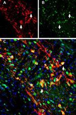 GIRK2 (Kir3.2) Antibody in Immunohistochemistry (Frozen) (IHC (F))