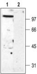 KV3.2 (KCNC2) Antibody in Western Blot (WB)