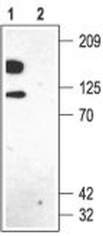 KV2.1 Antibody in Western Blot (WB)