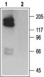 KCNH2 (erg1) Antibody in Western Blot (WB)