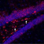 Kir6.2 Antibody in Immunohistochemistry (Frozen) (IHC (F))