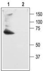 KV4.2 Antibody in Western Blot (WB)