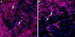 KV4.2 Antibody in Immunohistochemistry (Frozen) (IHC (F))