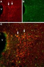 HCN2 Antibody in Immunohistochemistry (Frozen) (IHC (F))