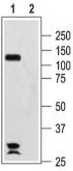 HCN2 Antibody in Western Blot (WB)