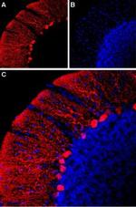 HCN2 Antibody in Immunohistochemistry (IHC)