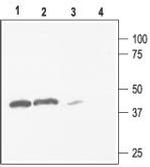 Kir2.3 (KCNJ4) Antibody in Western Blot (WB)