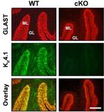 Kir4.1 (KCNJ10) Antibody in Immunohistochemistry (IHC)