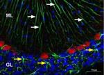 Kir4.1 (KCNJ10) Antibody in Immunohistochemistry (Frozen) (IHC (F))