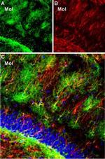 Kir4.1 (KCNJ10) Antibody in Immunohistochemistry (Frozen) (IHC (F))