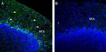 Kir2.2 (KCNJ12) Antibody in Immunohistochemistry (Frozen) (IHC (F))