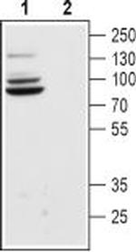 HCN4 Antibody in Western Blot (WB)