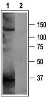 KCNH5 (EAG-2) Antibody in Western Blot (WB)