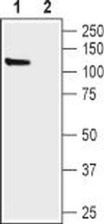 HCN1 Antibody in Western Blot (WB)