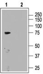 CNGA3 Antibody in Western Blot (WB)