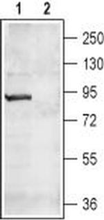 CNGA4 Antibody in Western Blot (WB)