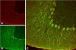 KCNK4(TRAAK) Antibody in Immunohistochemistry (IHC)