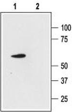 KCNK4(TRAAK) Antibody in Western Blot (WB)