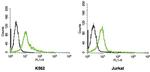 KCNH2 (HERG) (extracellular) Antibody in Flow Cytometry (Flow)