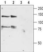 KV12.3 (KCNH4) Antibody in Western Blot (WB)